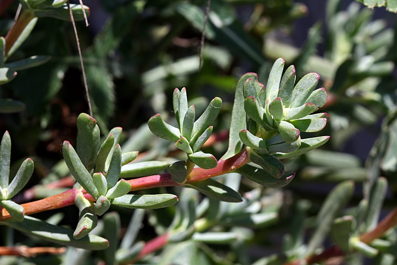 Image of familia Aizoaceae specimen.