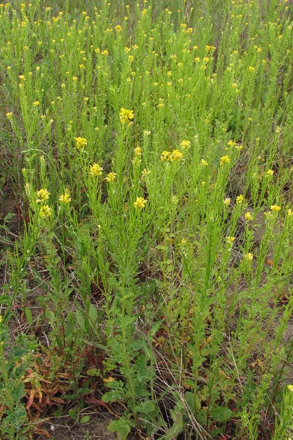 Image of Barbarea arcuata specimen.