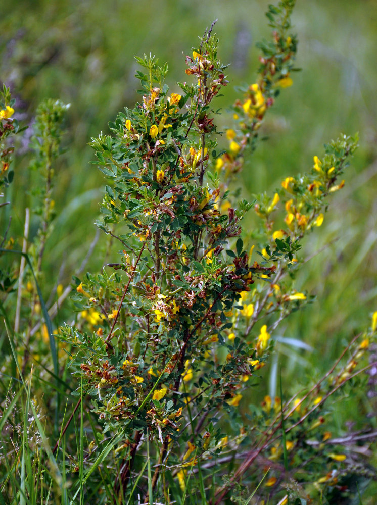 Изображение особи Chamaecytisus ruthenicus.