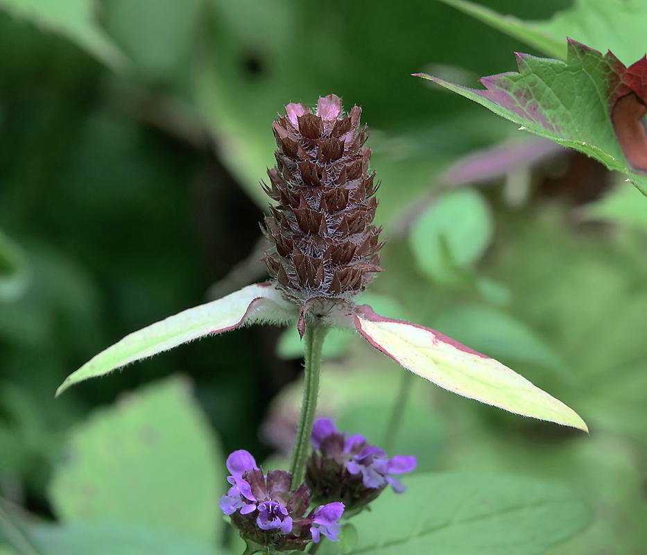 Изображение особи Prunella vulgaris.