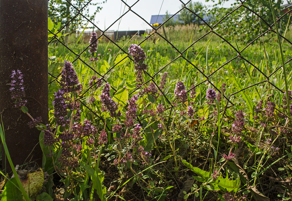 Изображение особи род Thymus.