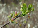 Salix hastata. Часть побега с распускающимися мужскими соцветиями и листьями. Магаданская обл., окр. г. Магадан, низовья р. Магаданка, ивняк. 06.06.2018.