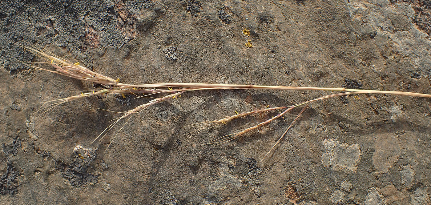 Image of Hyparrhenia hirta specimen.