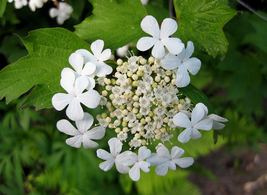 Image of Viburnum opulus specimen.