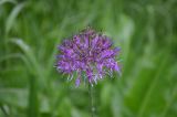 Allium dodecadontum