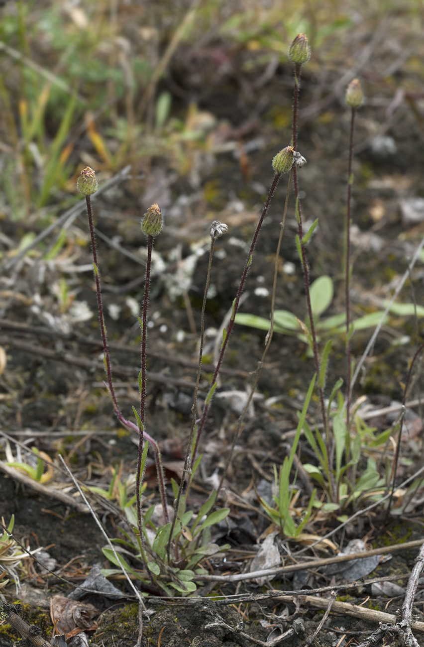 Изображение особи семейство Asteraceae.