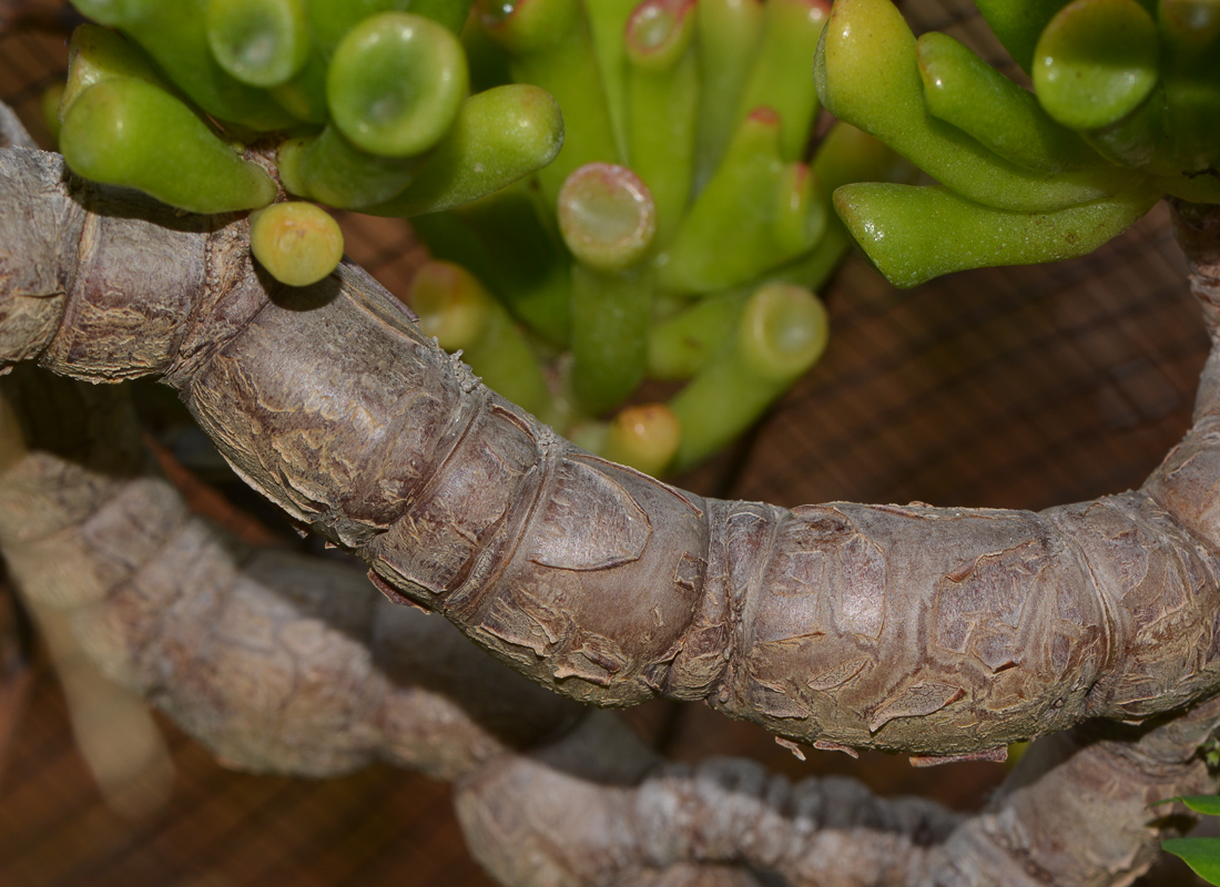 Image of Crassula ovata specimen.