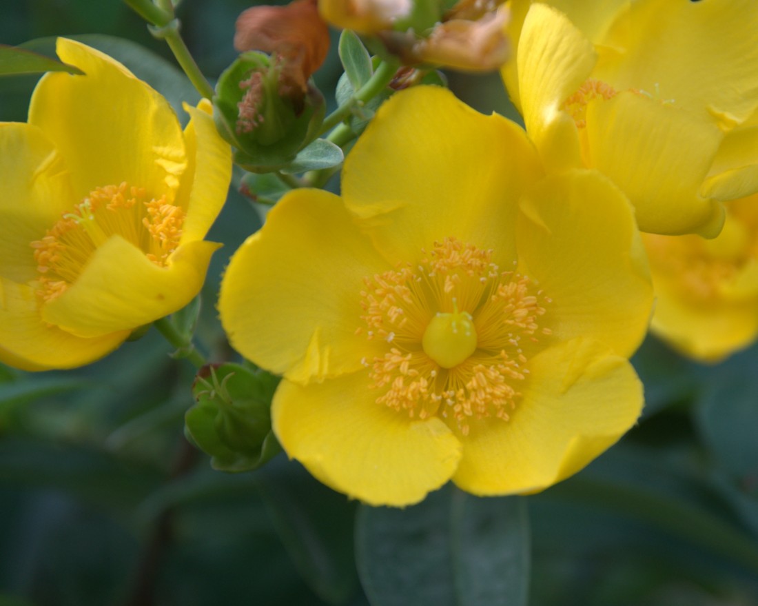 Image of Hypericum patulum specimen.