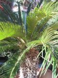 Смотреть изображение Cycas revoluta