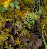 Pimpinella nigra