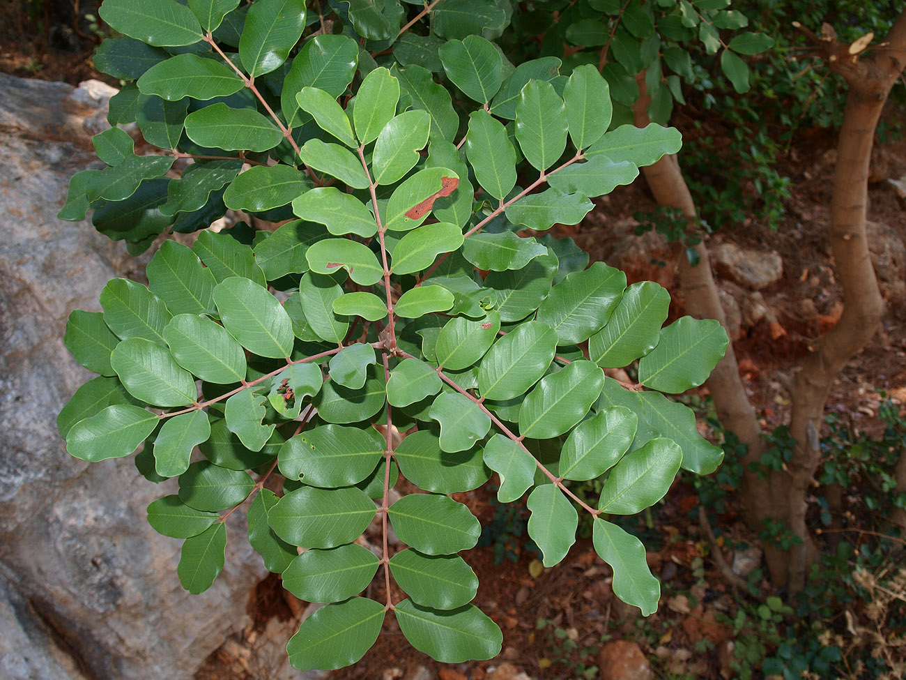 Изображение особи Ceratonia siliqua.