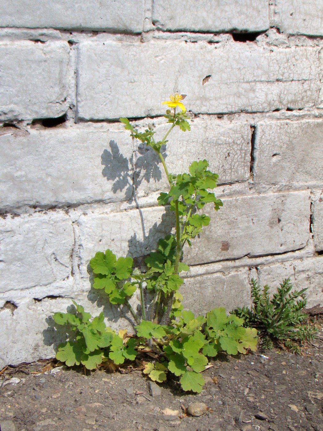 Image of Chelidonium majus specimen.