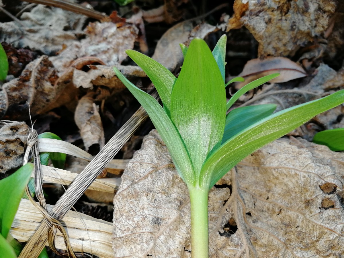 Image of Fritillaria camschatcensis specimen.