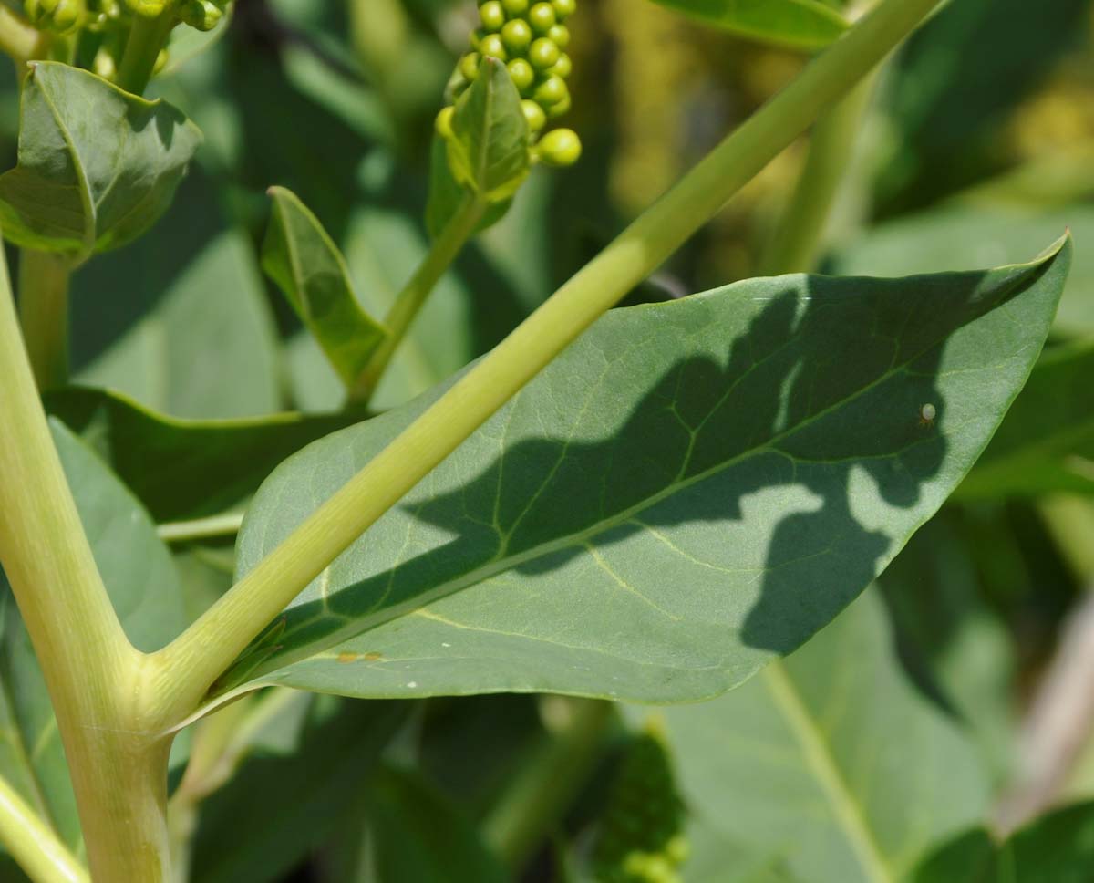 Изображение особи Phytolacca pruinosa.