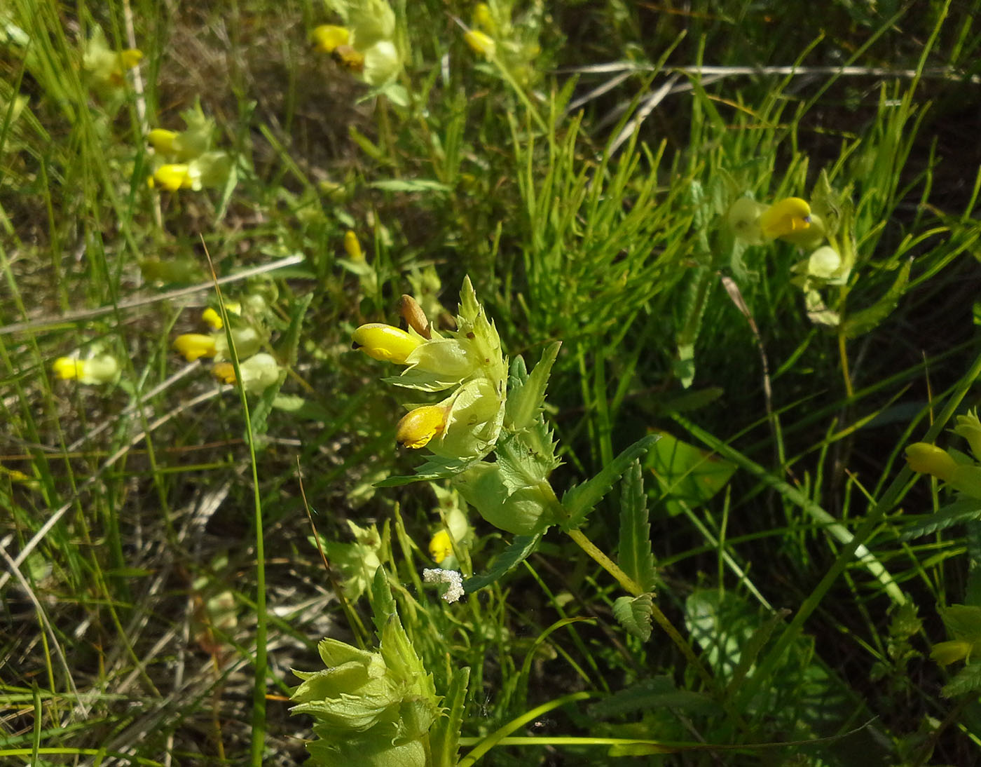 Изображение особи Rhinanthus vernalis.