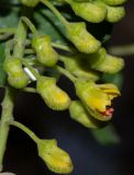 Caesalpinia spinosa