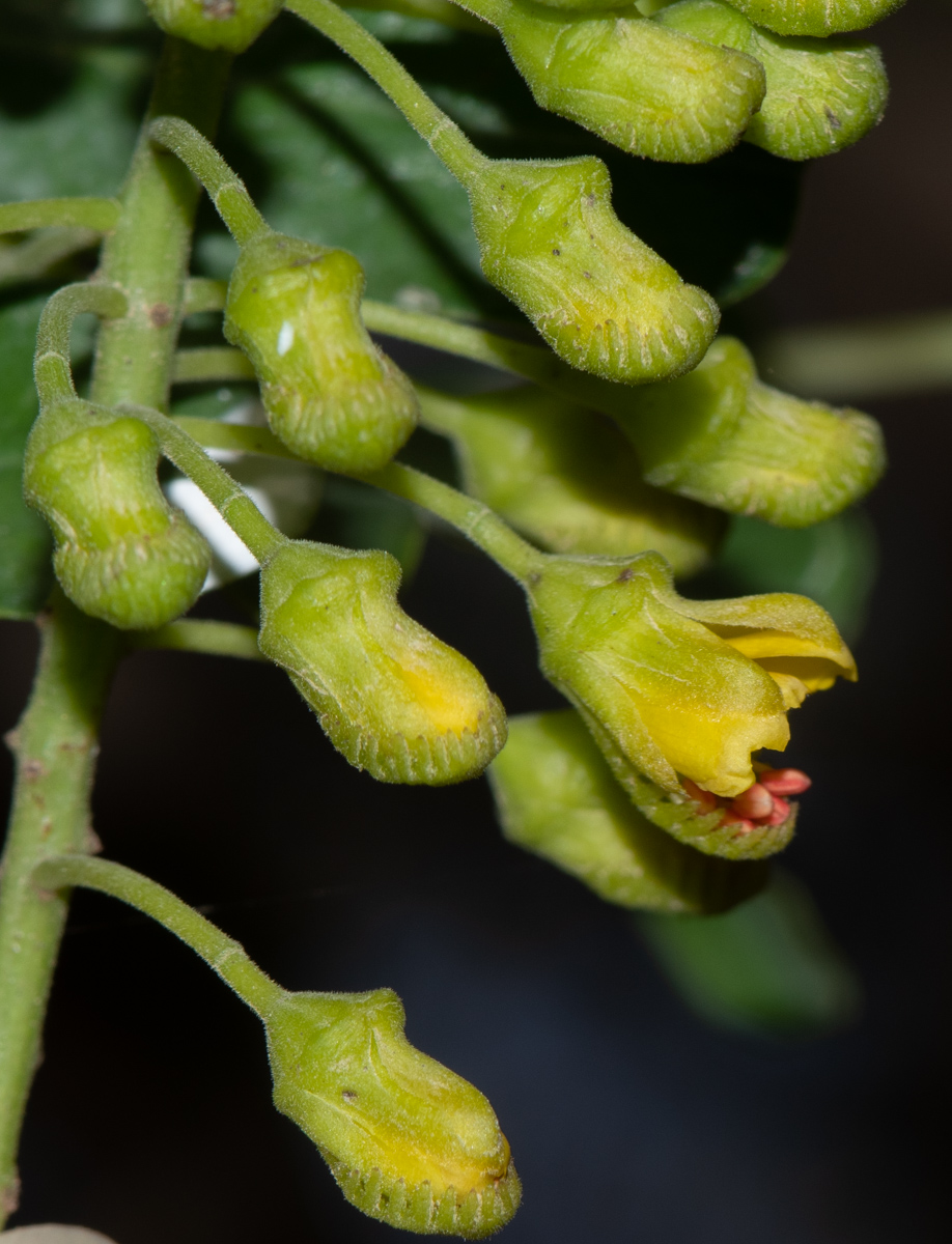 Image of Caesalpinia spinosa specimen.