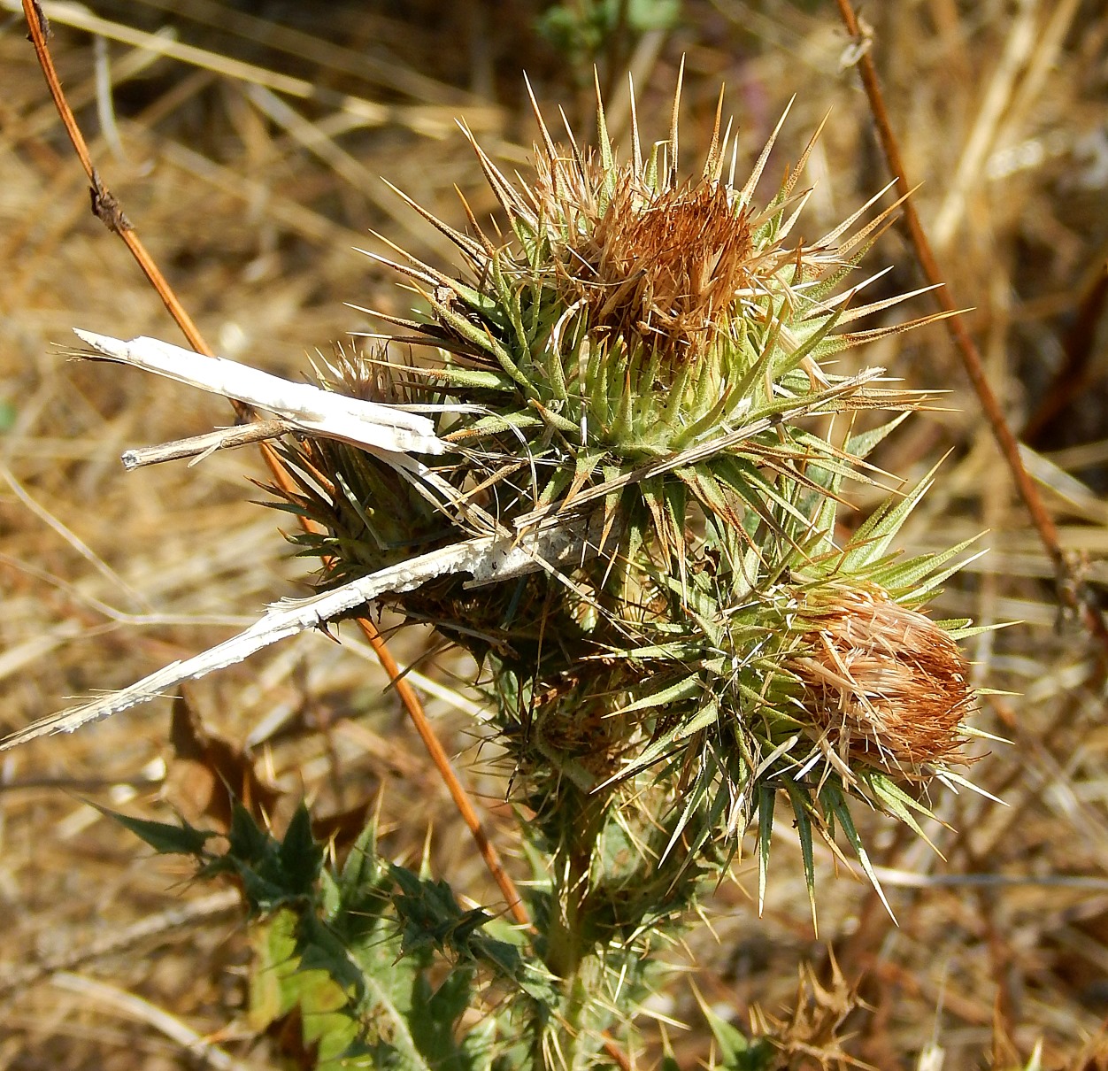 Image of genus Carduus specimen.