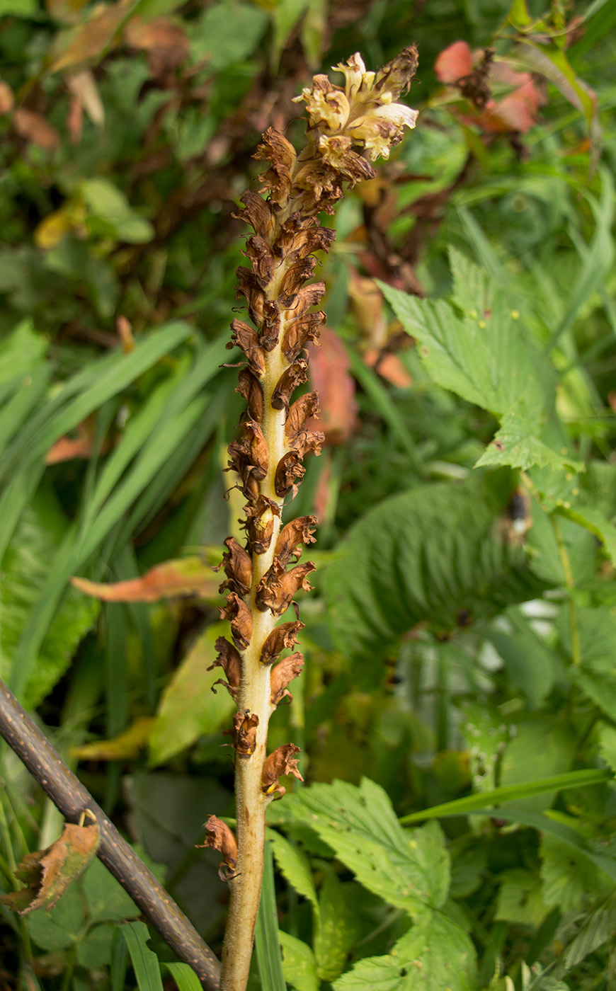 Image of Orobanche pallidiflora specimen.