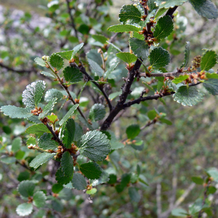 Image of Betula nana specimen.