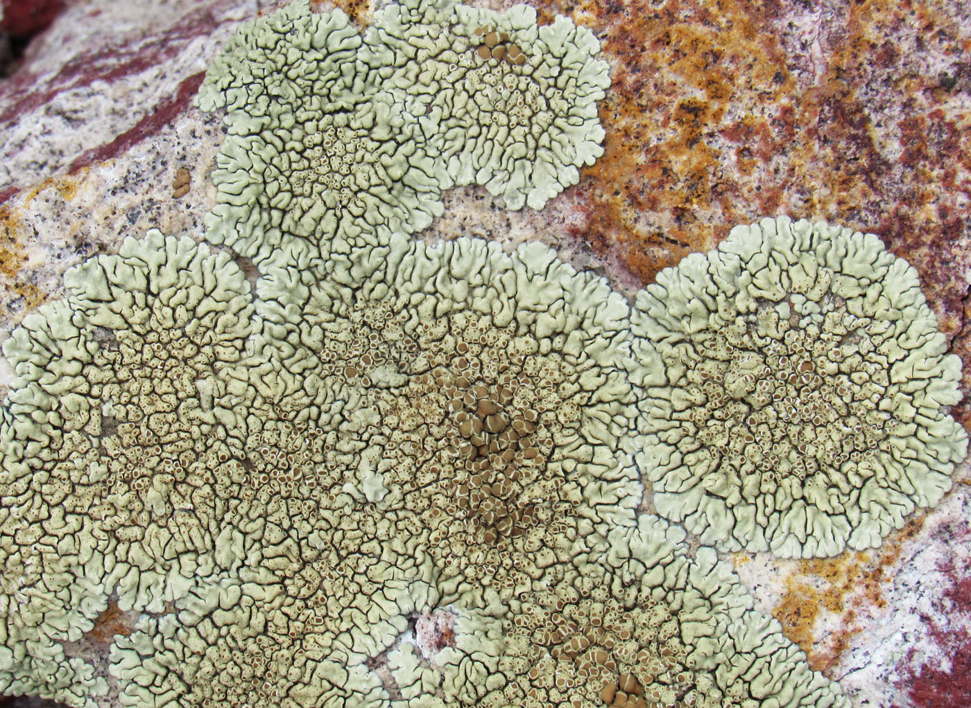 Изображение особи Lecanora muralis.