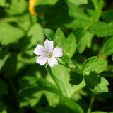 Geranium sibiricum