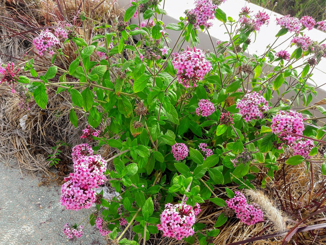 Image of Pentas lanceolata specimen.