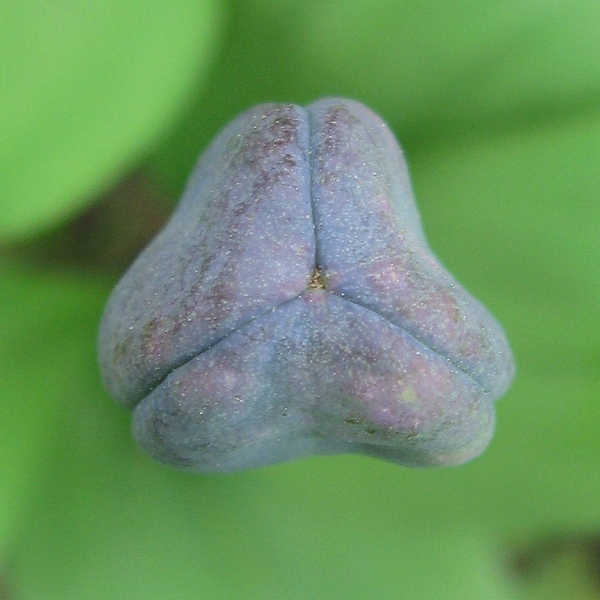 Image of Erythronium sibiricum specimen.