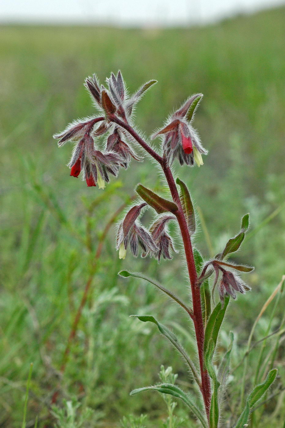 Image of Onosma polychroma specimen.