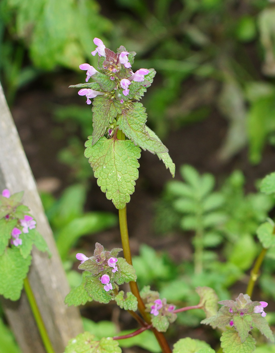 Image of Lamium purpureum specimen.