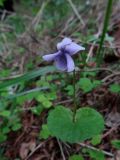 Viola palustris