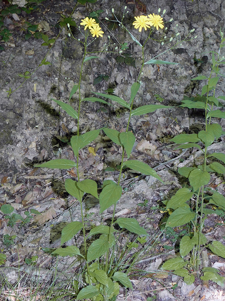 Image of Lapsana communis specimen.