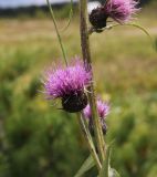 Cirsium helenioides