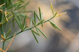 Asparagus nesiotes ssp. purpureiensis