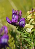 Oxytropis karga. Цветки и часть листа (справа - цветки Pedicularis lapponica). Красноярский край, г. Норильск, окр. р-на Талнах, на склоне горы. 13.06.2020.