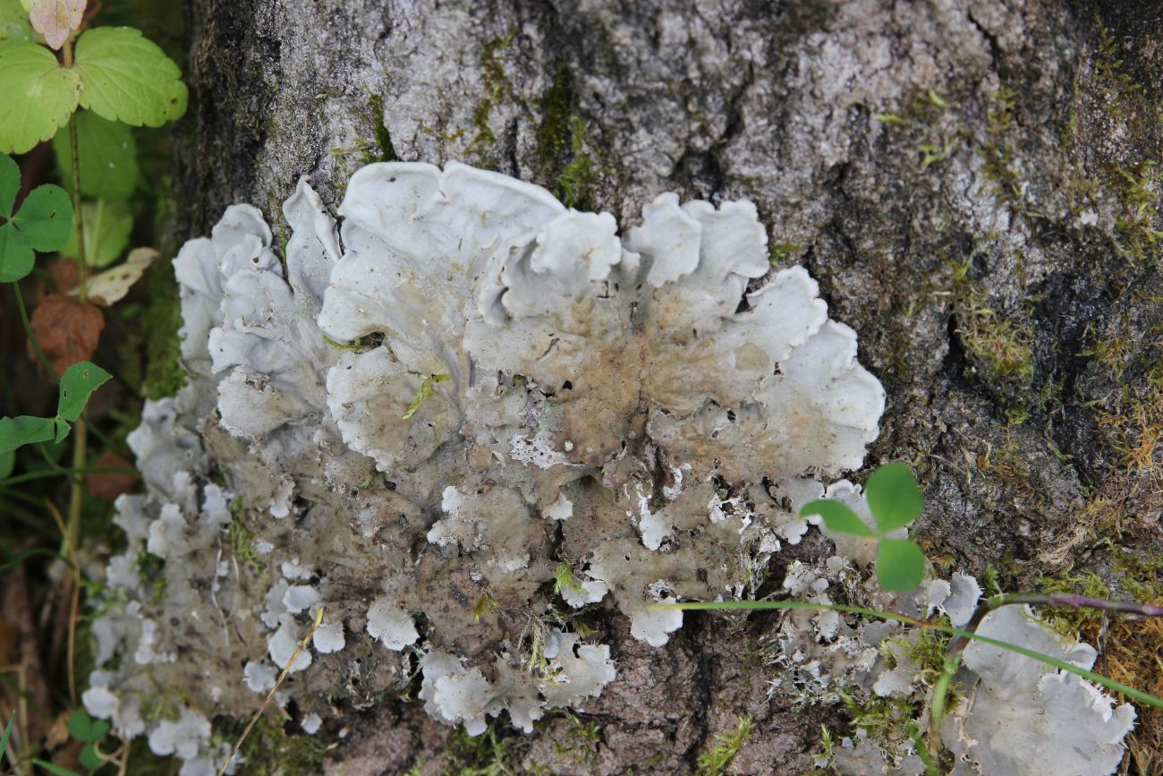 Image of genus Peltigera specimen.