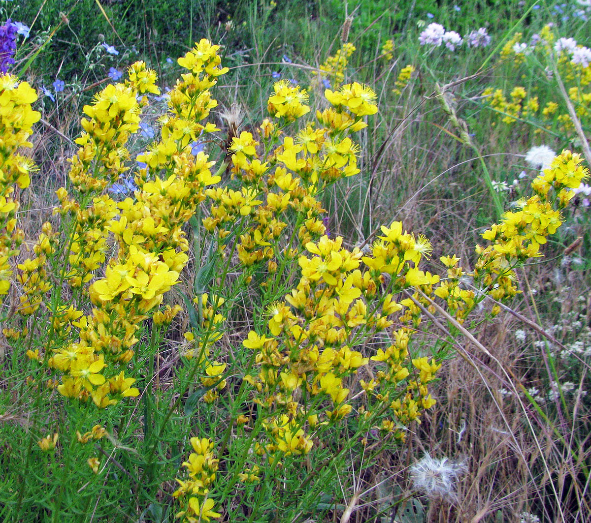 Image of Hypericum lydium specimen.