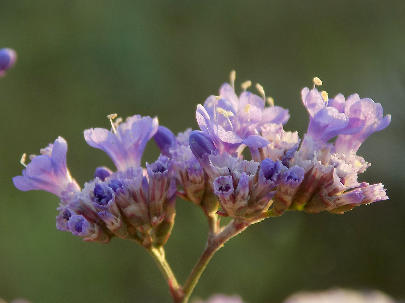 Изображение особи Limonium hypanicum.