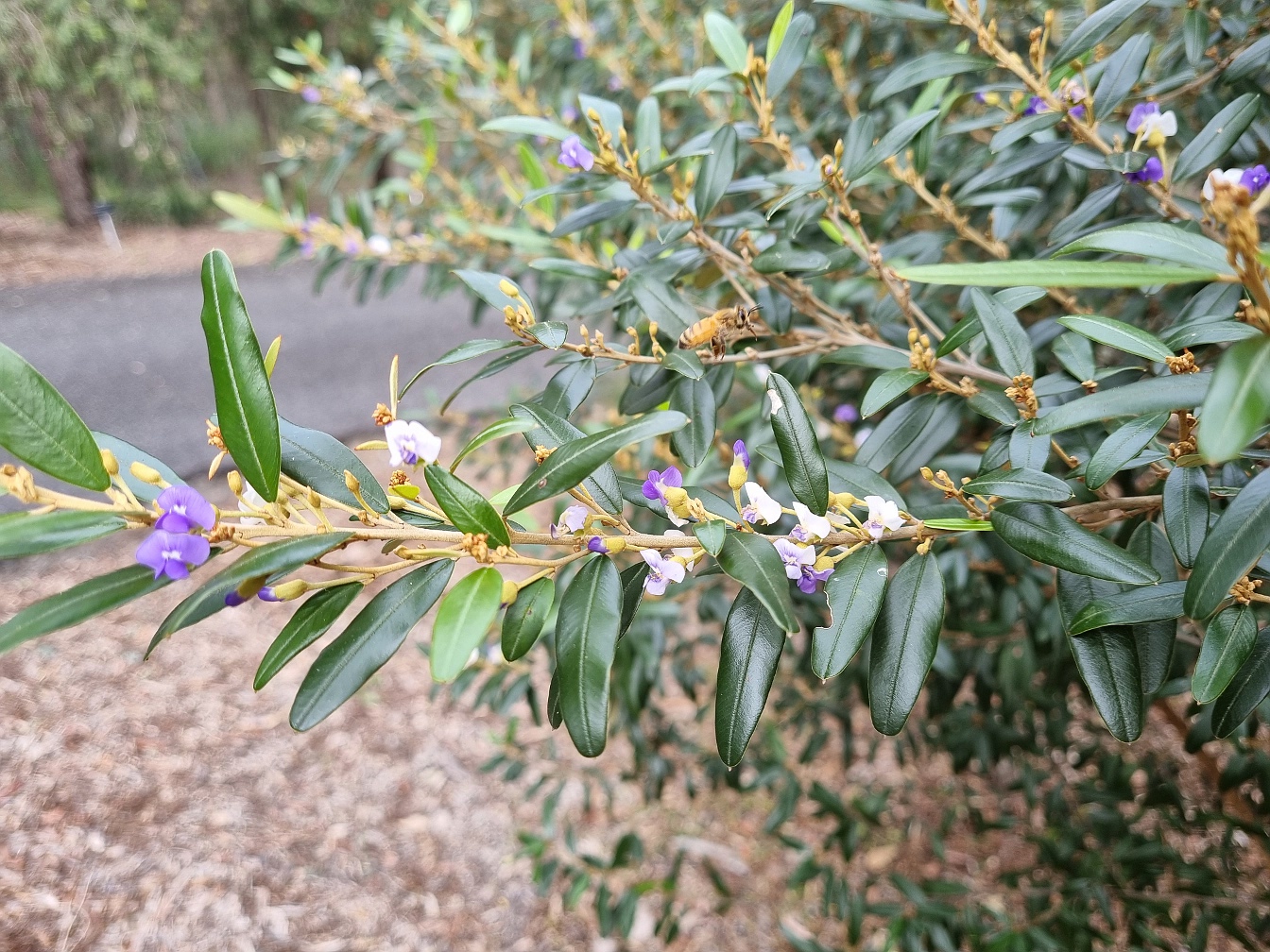 Image of Hovea longipes specimen.