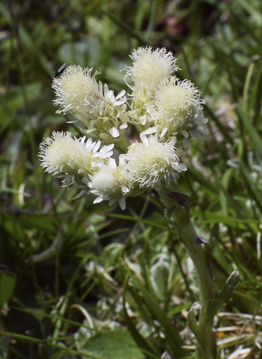 Image of Antennaria dioica specimen.