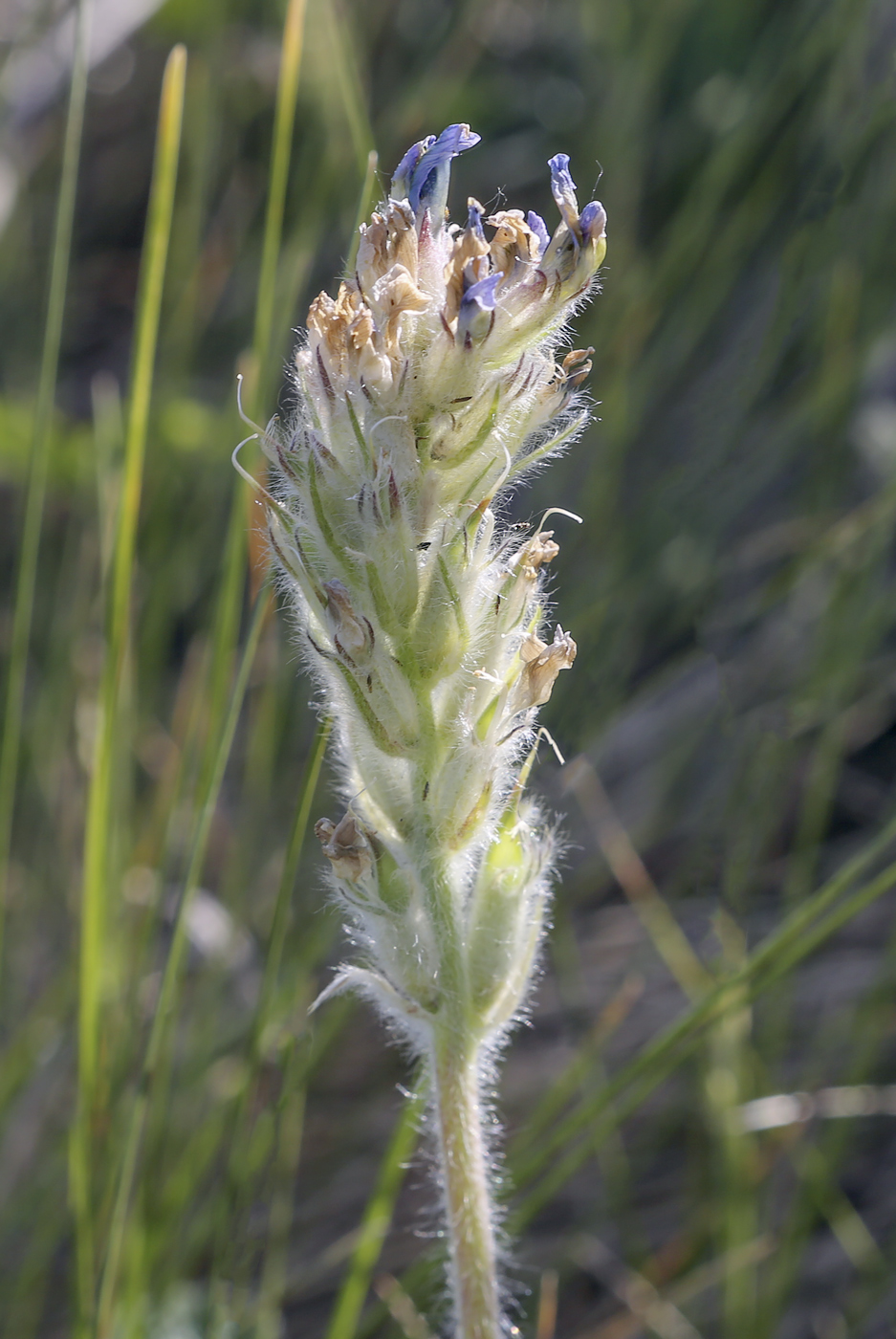 Изображение особи Oxytropis kungurensis.