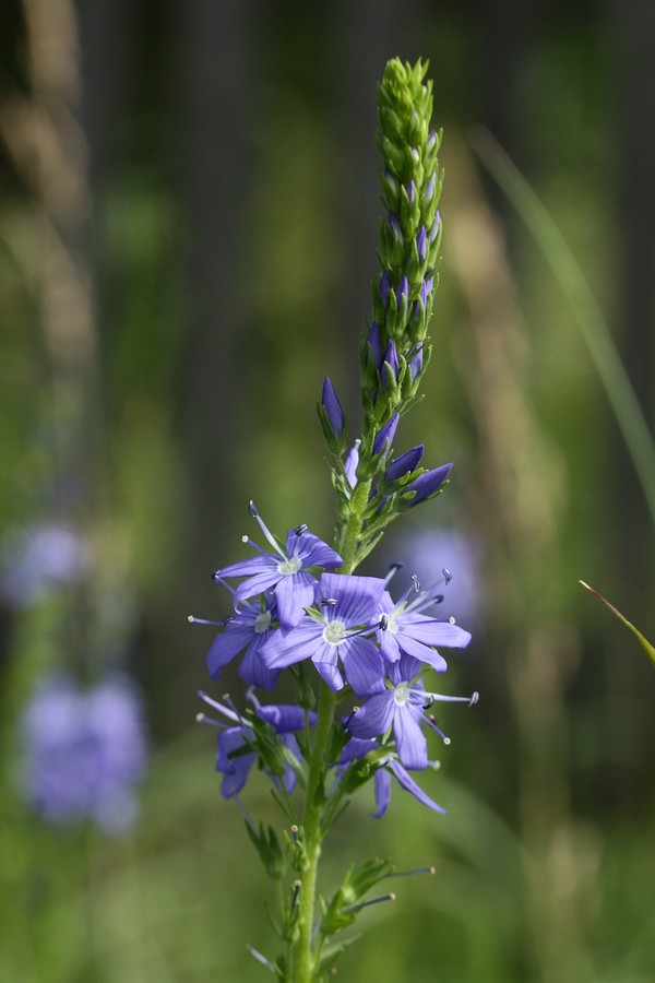 Image of Veronica teucrium specimen.