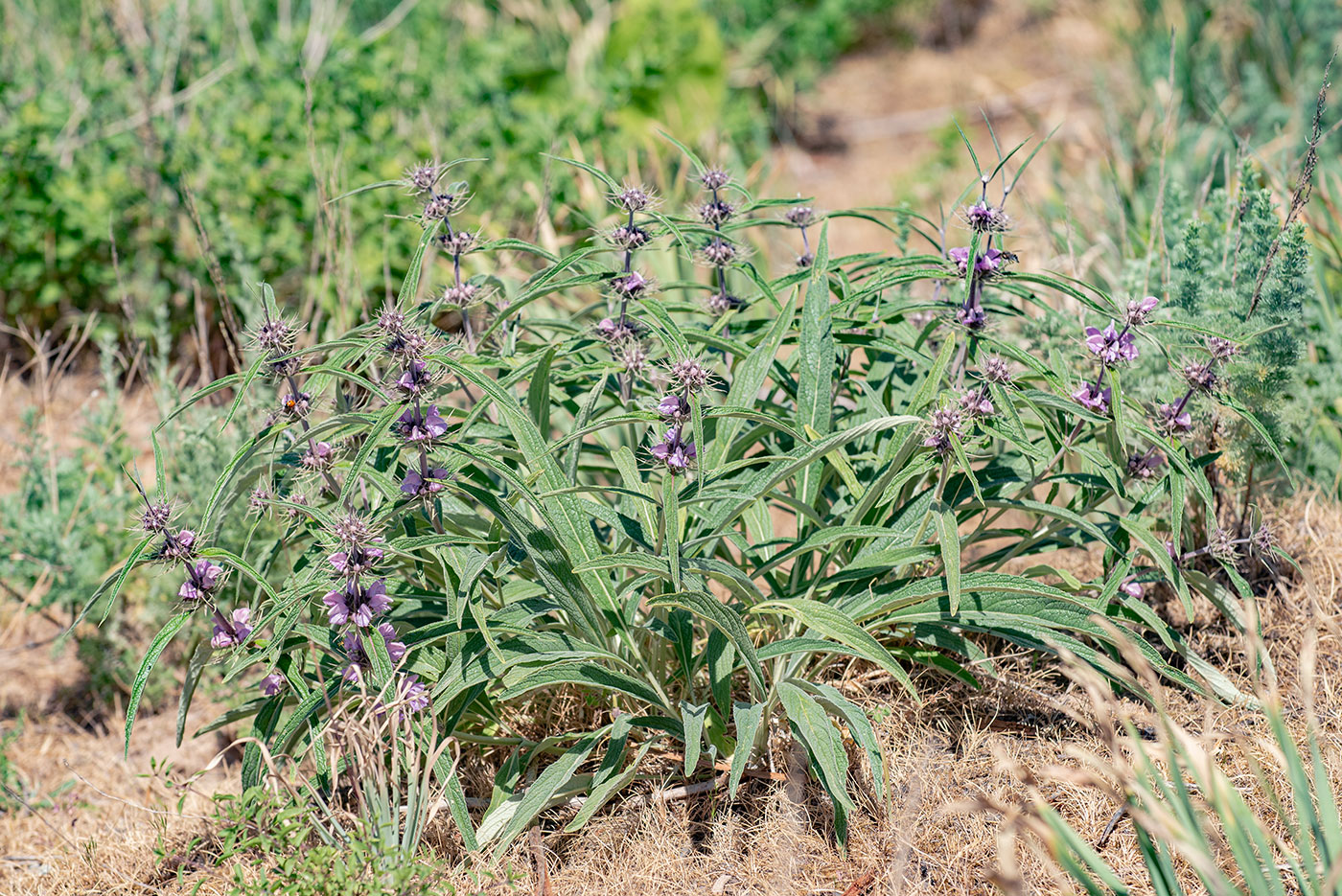 Image of Phlomis salicifolia specimen.