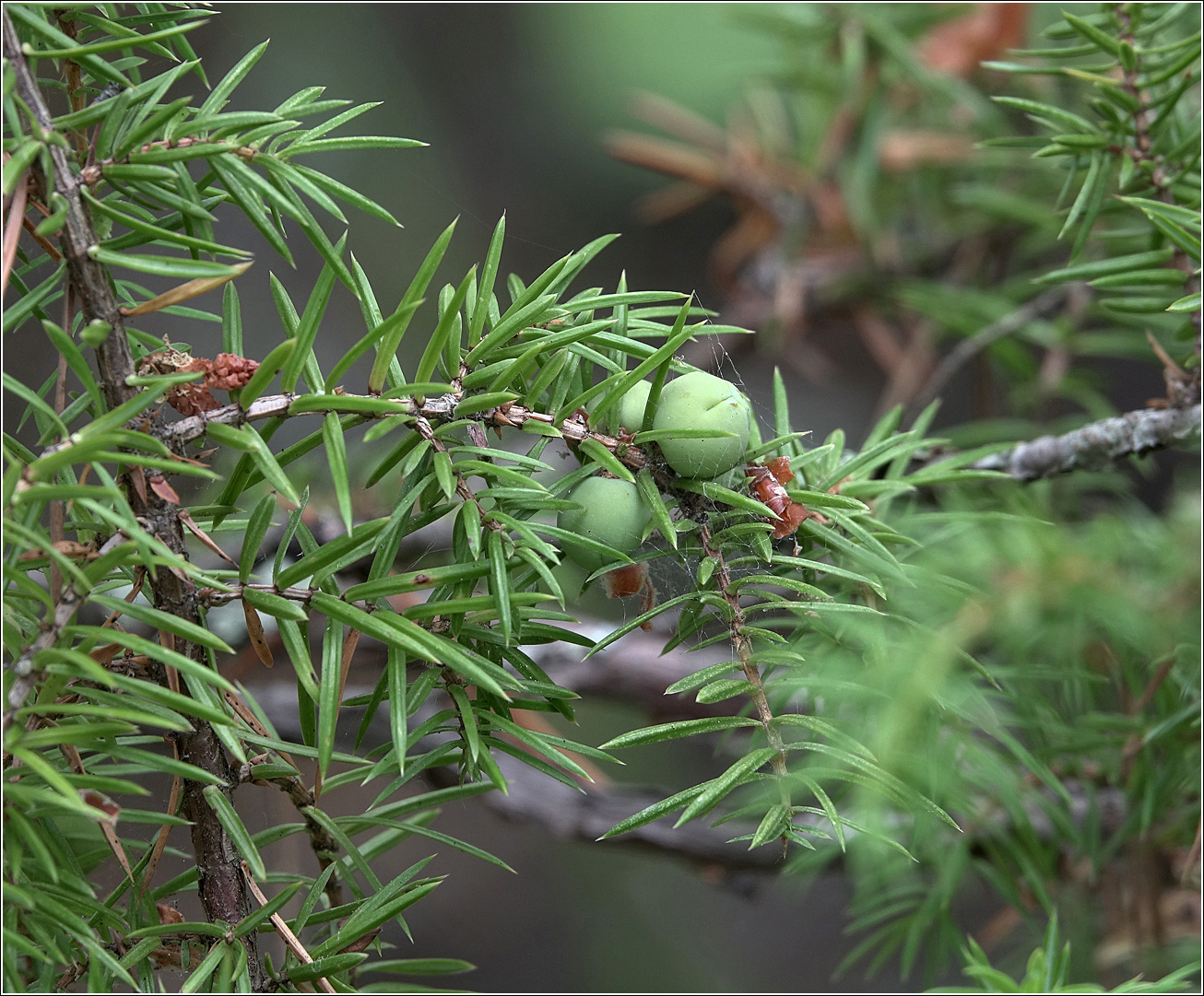 Image of Juniperus communis specimen.