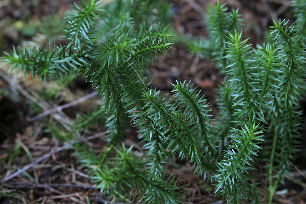 Image of Lycopodium annotinum specimen.