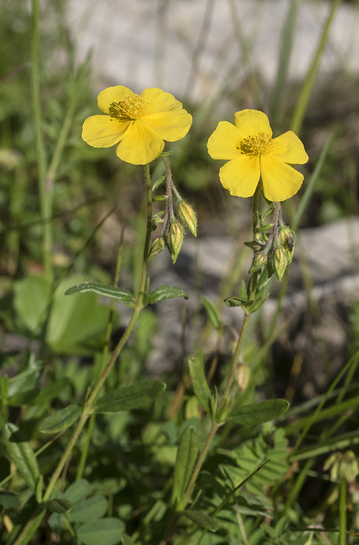 Image of Helianthemum ovatum specimen.