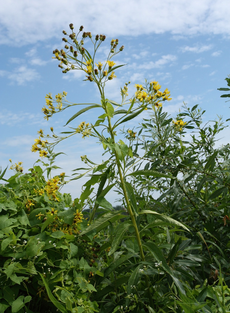 Изображение особи Senecio paludosus.