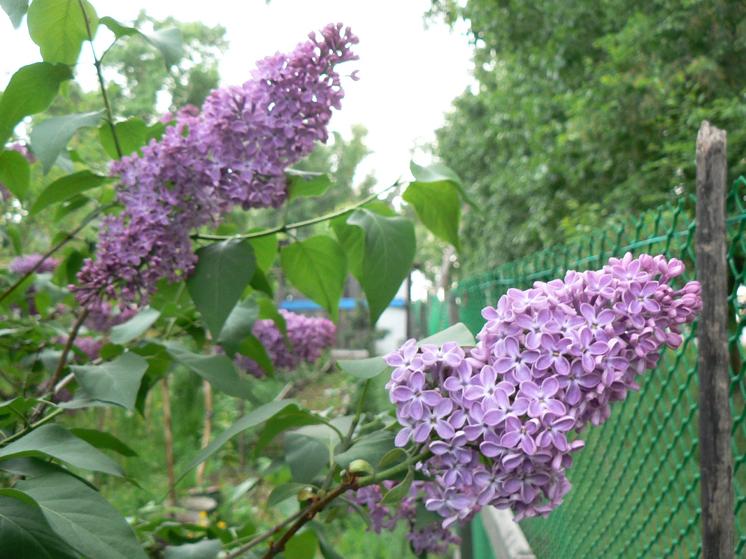 Image of Syringa vulgaris specimen.