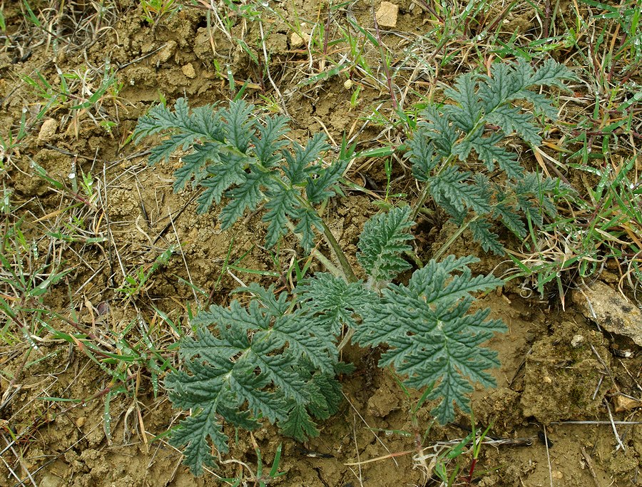 Изображение особи Phlomoides laciniata.