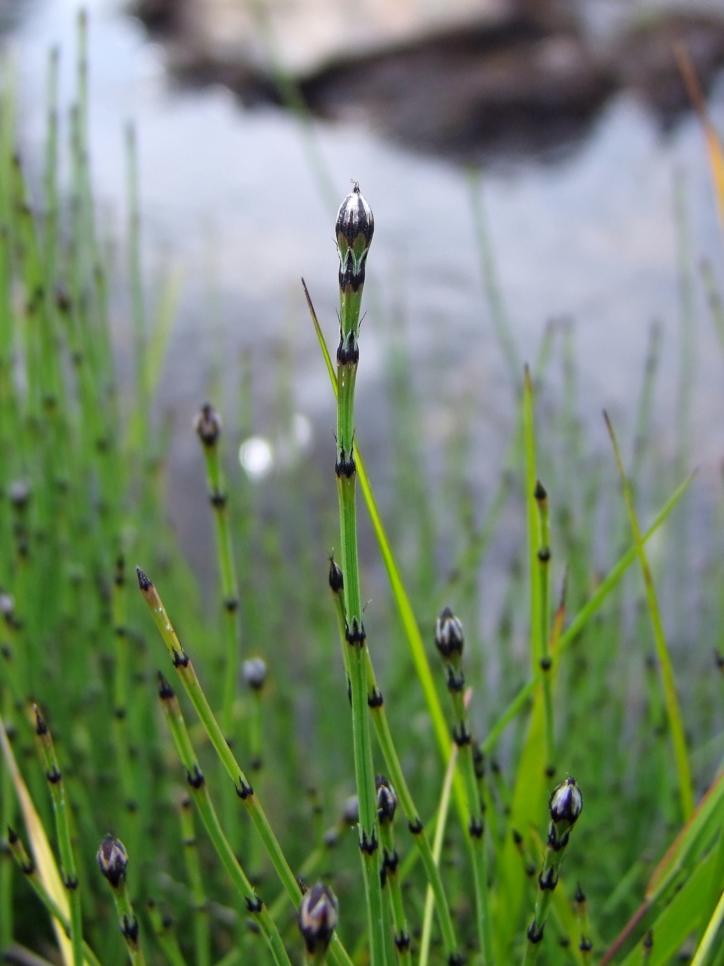 Изображение особи Equisetum variegatum.